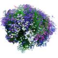Продажа лобелия Продажа лобелия