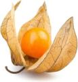 Продажа физалис Продажа физалис