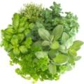 Продажа микрозелень Продажа микрозелень