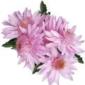 Продажа хризантема Продажа хризантема