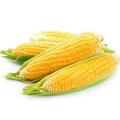 Продажа кукуруза Продажа кукуруза